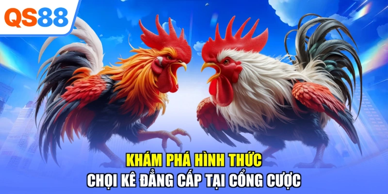 Khám phá hình thức chọi kê đẳng cấp tại cổng cược