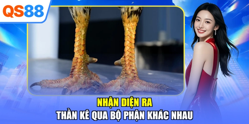 Nhận diện ra thần kê qua bộ phận khác nhau
